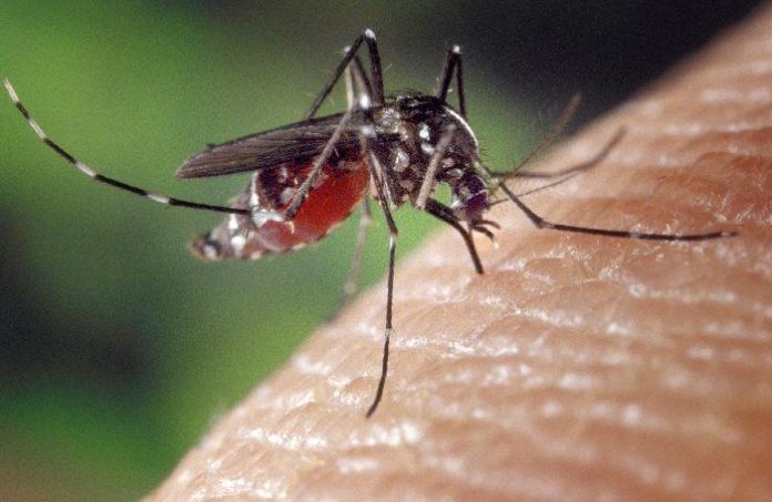 Foto Mosquito tigre
