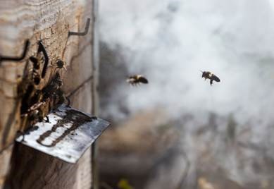 Foto abejaS Sierra Bermeja