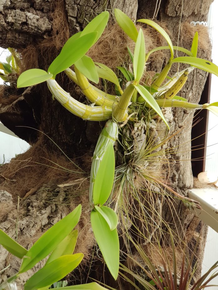Foto Orquídea Hormigas