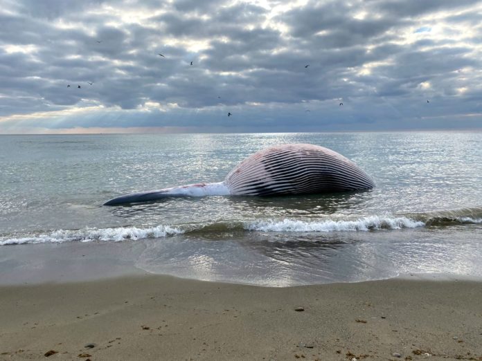 Foto ballena
