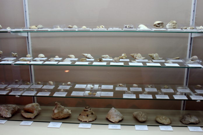 Foto Museo Paleontológico.JPG