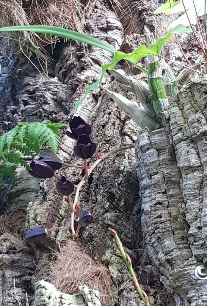Foto Orquídea negra