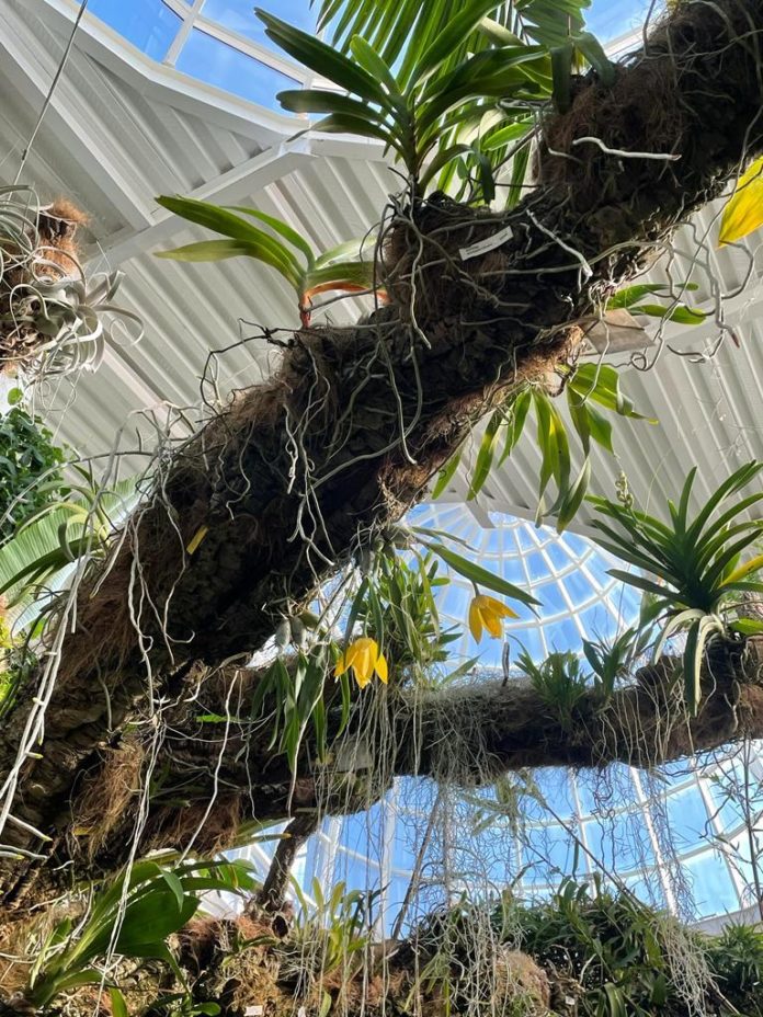 Foto Orquídea