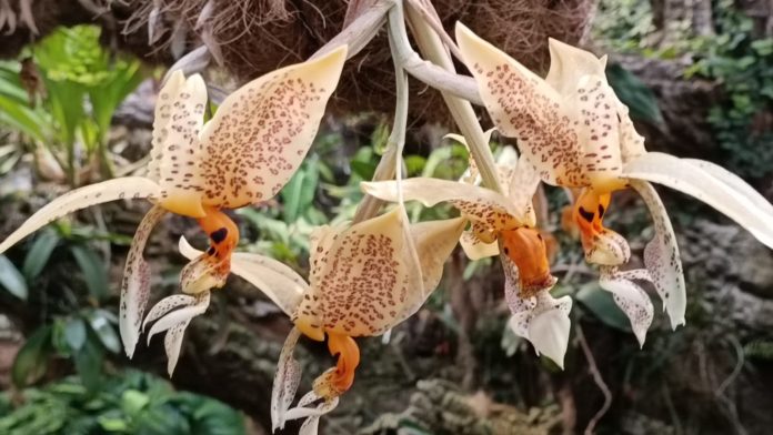 floración orquídea
