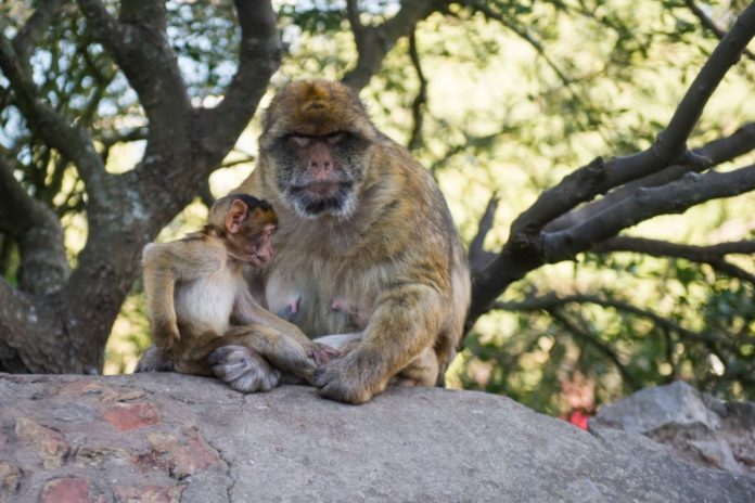 monos-gibraltar
