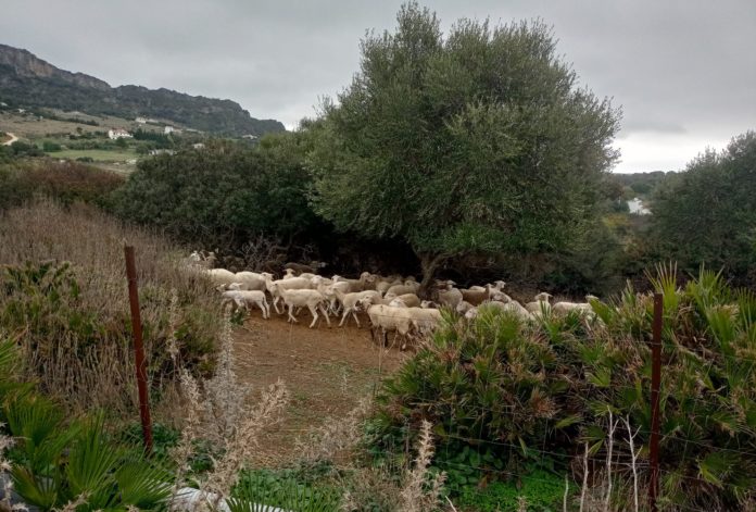 Ganadería Casares