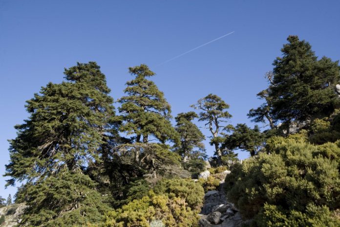 sierra-de-las-nieves