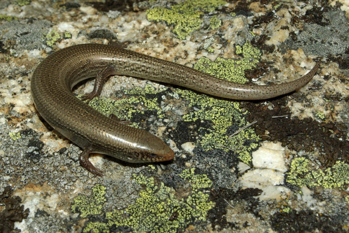 Eslizón ibérico-Chalcides_bedriagai