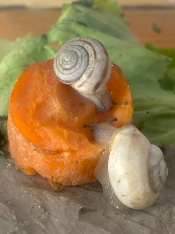 Caracoles de una de las especies protegidas (1)
