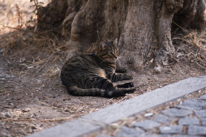 gatos-marbella