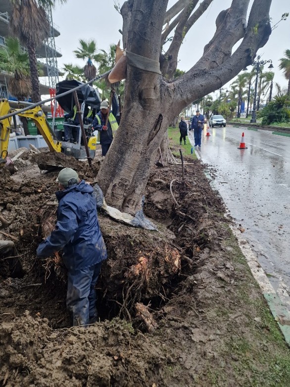 Trasplante de ficus en La Cala Estepona